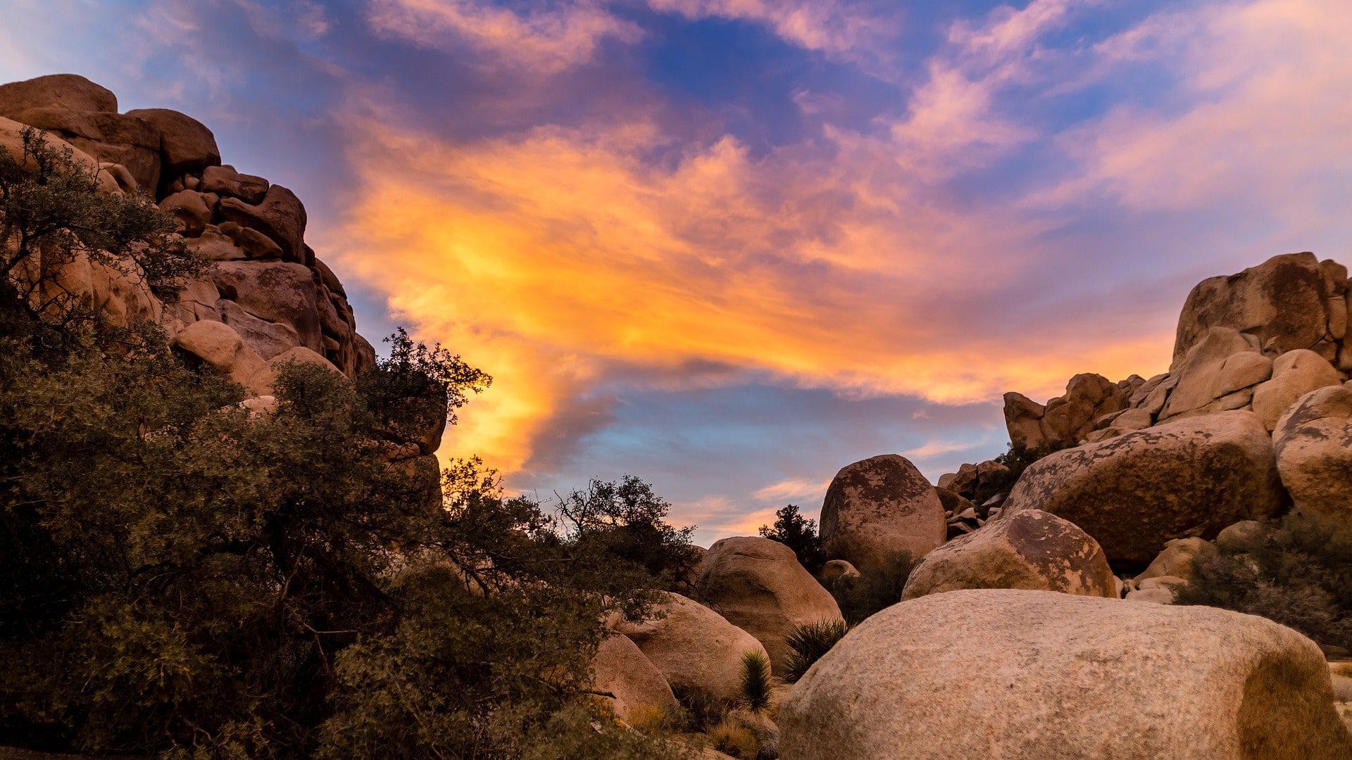 Joshua Tree